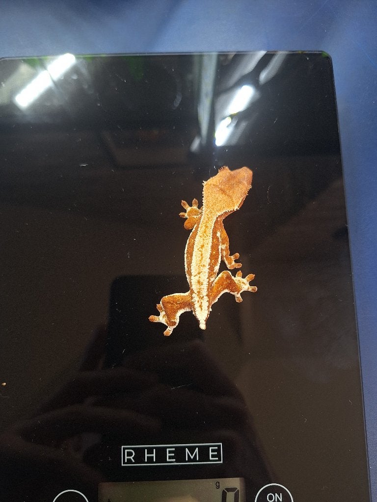 Jonge wimpergekko – vrouwtje, Dieren en Toebehoren, Reptielen en Amfibieën, Hagedis, Tam, 0 tot 2 jaar