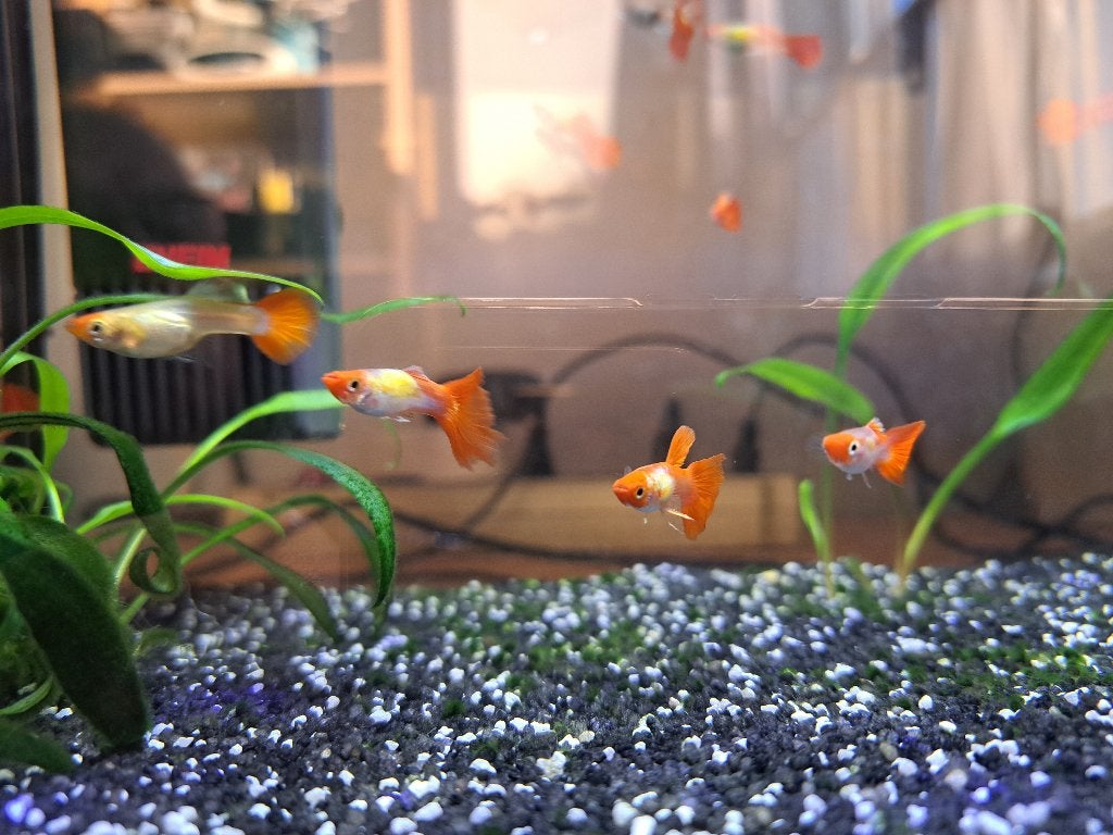 Koi Kohaku guppen (red cap) - paren (2/3), Dieren en Toebehoren, Vis, Zoetwatervis, Schoolvis