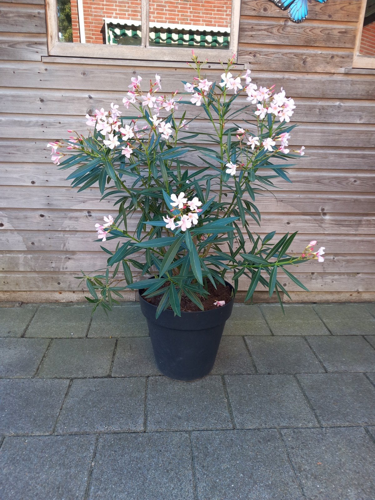 oleander, Overige soorten, 100 tot 250 cm, Zomer, Ophalen
