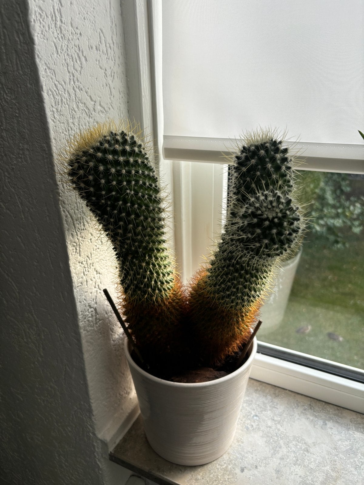 Grote Cactus in Pot - Ideaal voor Zonnige Plekken, Huis en Inrichting, Ophalen, Minder dan 100 cm, In pot, Cactus