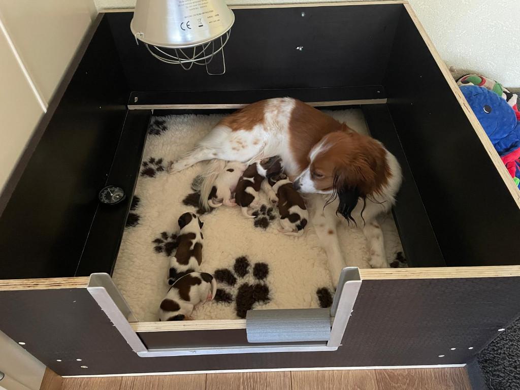 Raszuivere kooiker pups nog 3 reutjes beschikbaar., Dieren en Toebehoren, Honden | Retrievers, Spaniëls en Waterhonden, Overige rassen