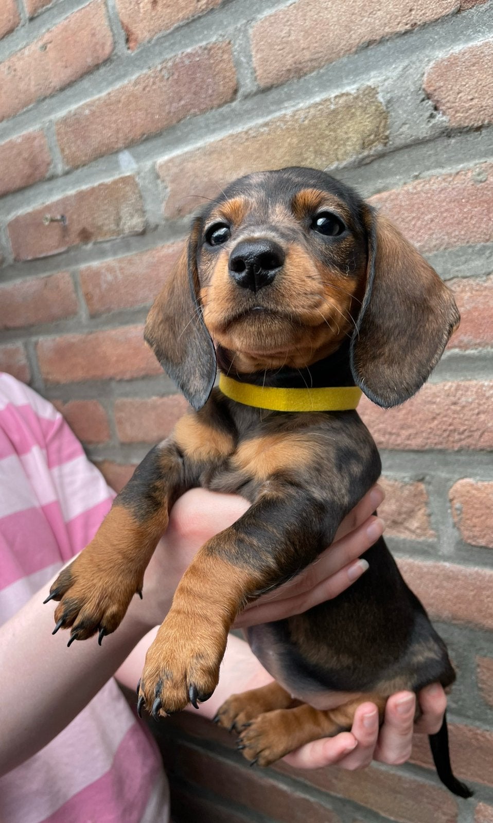 Mooie Dwergteckel pups 9 week oud teefjes, Dieren en Toebehoren, Korthaar, Teef, Dwerg, Meerdere