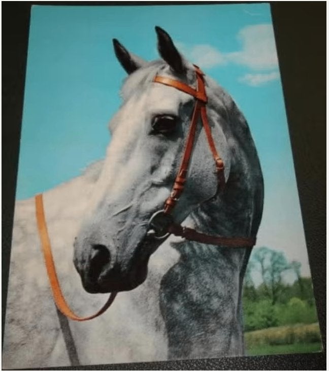 Paard - Schimmel - Terugkijk, Verzenden, 1980 tot heden, Gelopen, Paard