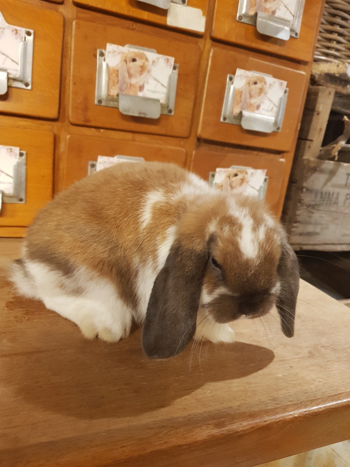 mini lops, Dieren en Toebehoren, Konijnen, Meerdere dieren, Dwerg, Hangoor, 0 tot 2 jaar