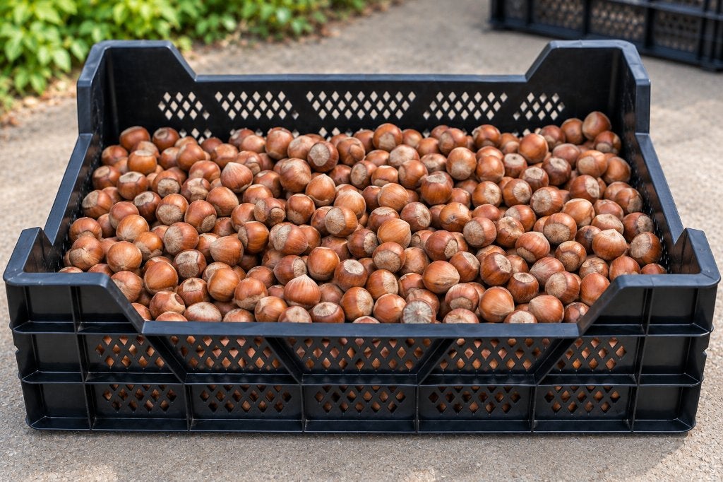 25 Veenmankisten €100  opslag  walnoten, appels, aardappels, Ophalen, Gebruikt, De Triemen 5A 9296 MB de Trieme, Overige typen
