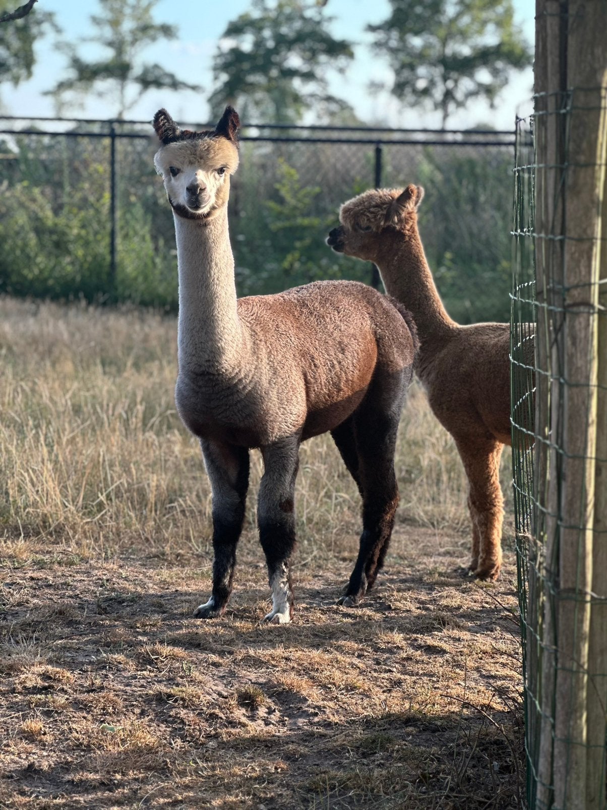 Rosegrey alpaca merrie 1 jaar, Juli, Vrouwelijk