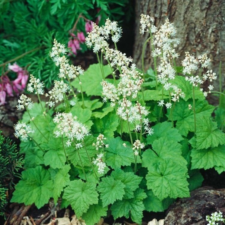 20x tiarella schuimbloem, Ophalen, Vaste plant, Bodembedekkers, Volle zon
