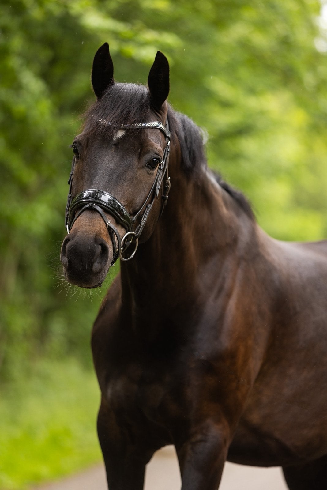 10 jarige talentvolle dressuurruin (For Gribaldi x Metall), Ruin, M, Dressuurpaard, 170 tot 175 cm