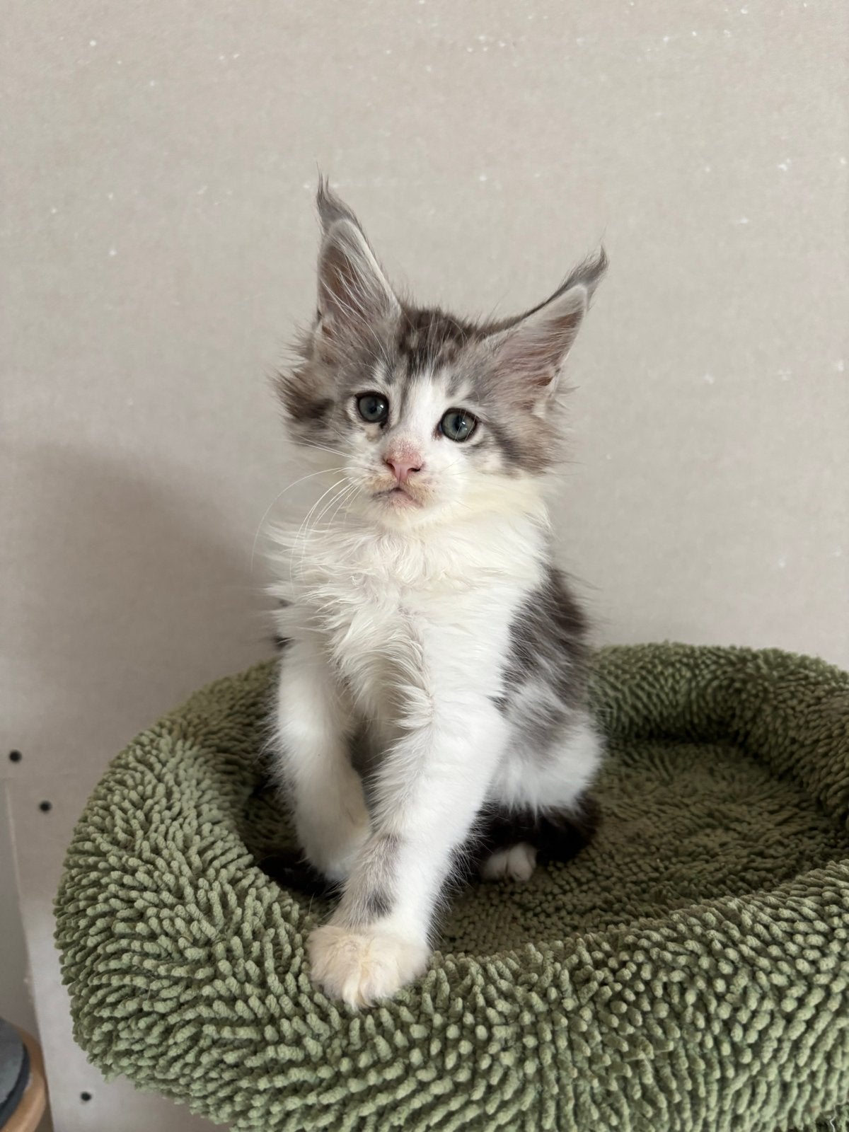 Maine Coon kittens beschikbaar, Dieren en Toebehoren, Meerdere dieren, Ingeënt