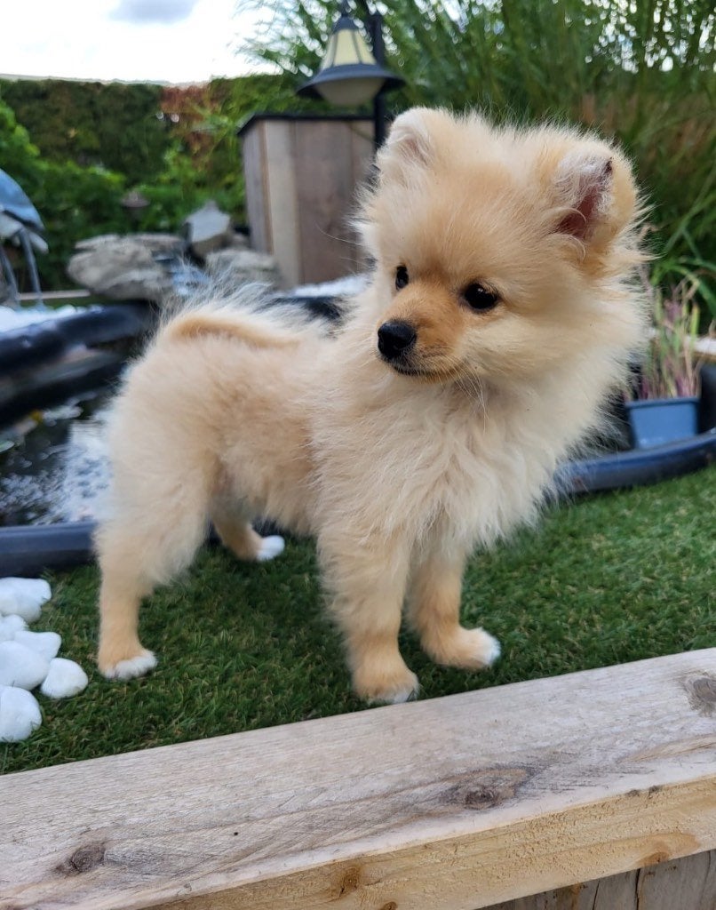 Gratis Dwergkees Pup (Eerst Beschrijving Lezen!), Dieren en Toebehoren, Honden | Poolhonden, Keeshonden en Oertypen, België, Particulier