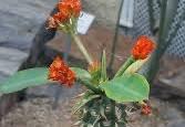 Euphorbia Viguieri Madagaskar in de 17cm pot., Huis en Inrichting, Kamerplanten, Overige soorten, In pot, Minder dan 100 cm, Bloeiende kamerplant