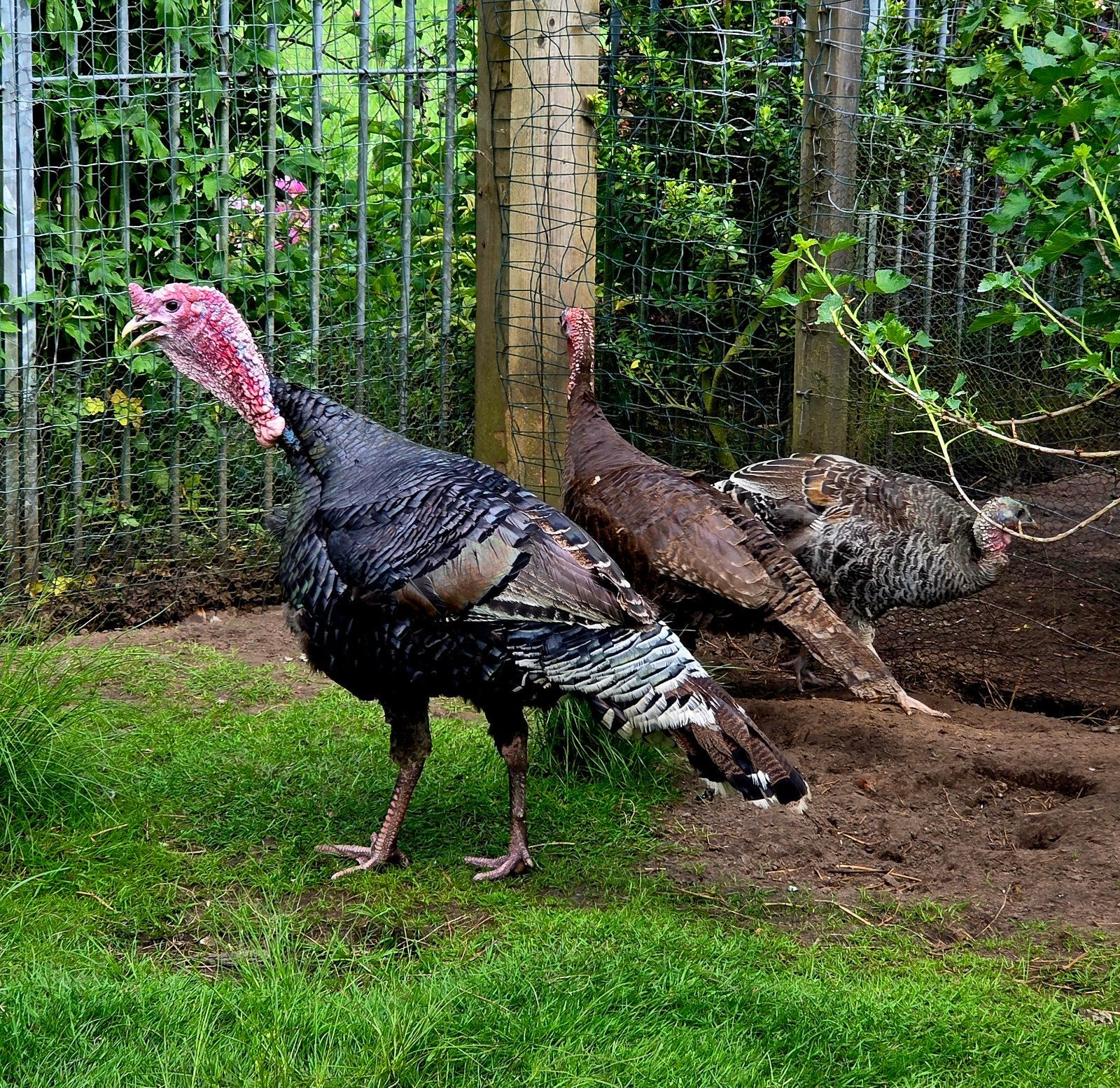 Kalkoenen, Meerdere dieren, Kalkoen