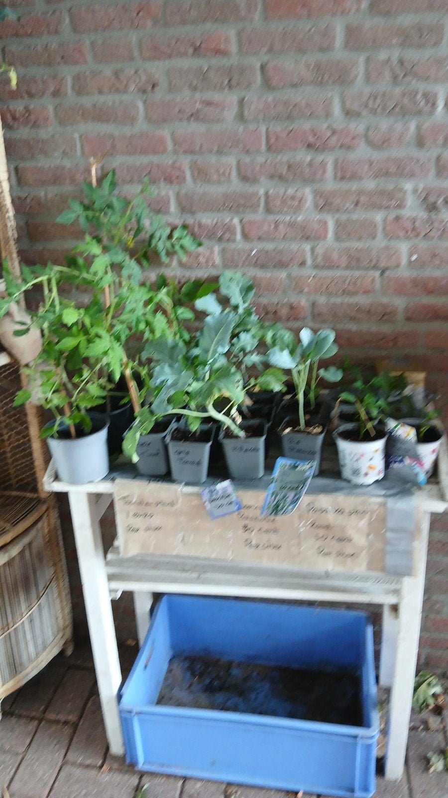 Tomaten planten en kool en paprika plantjes, Tuin en Terras, Ophalen, Nieuw, Minder dan 10 meter, Overige typen