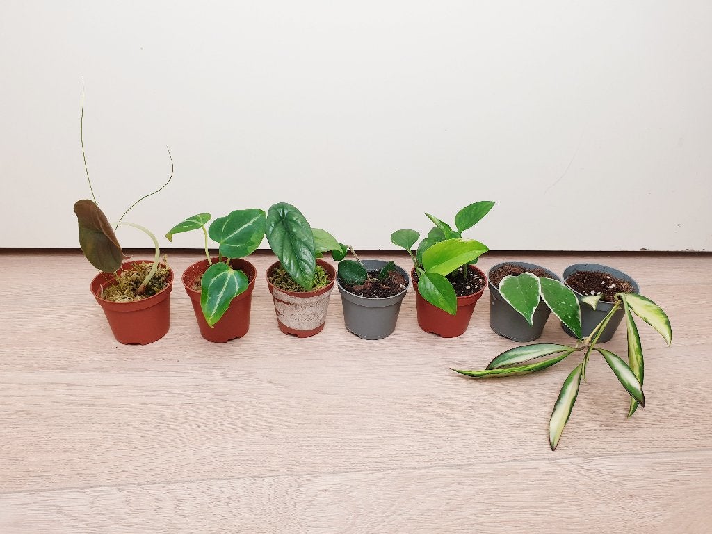 Set mini kamerplantjes, hoya, alocasia, anthurium, Ophalen, Overige soorten, Halfschaduw, In pot
