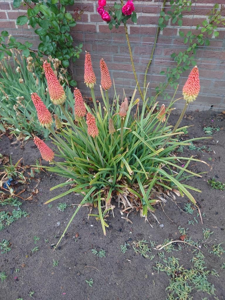 Kniphofia Royal Castle planten, Ophalen, Overige soorten, Volle zon