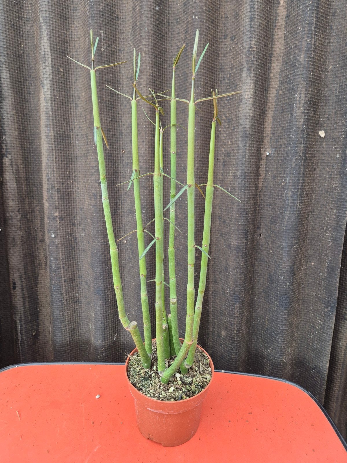 Ceropegia Bio Dichotoma p13 (2), Huis en Inrichting, Ophalen of Verzenden, Cactus, Volle zon, Minder dan 100 cm