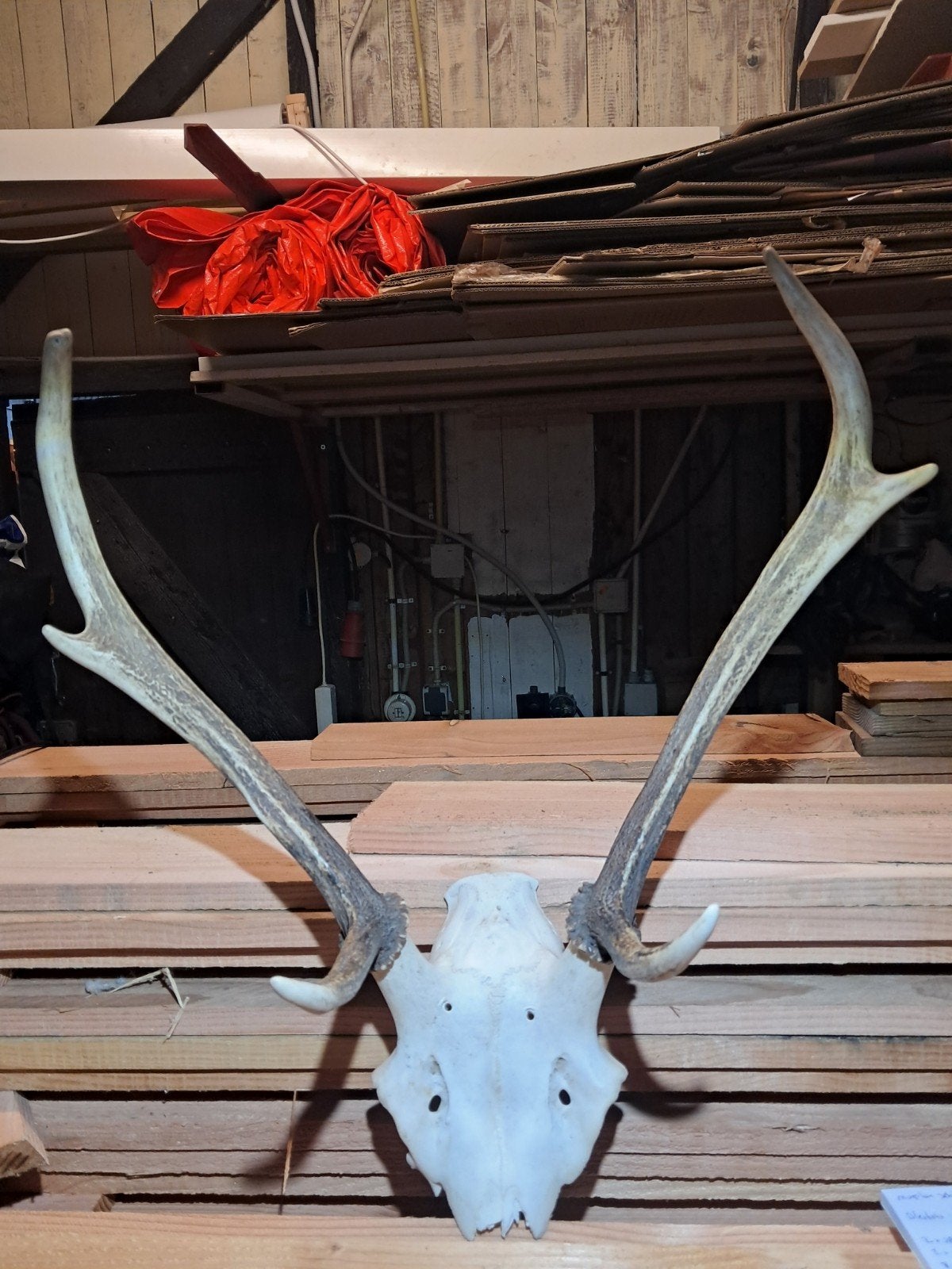 Edelhert gewei. wanddecoratie. taxidermie. schedel, Ophalen of Verzenden, Gebruikt, Hert, Gewei of Kop