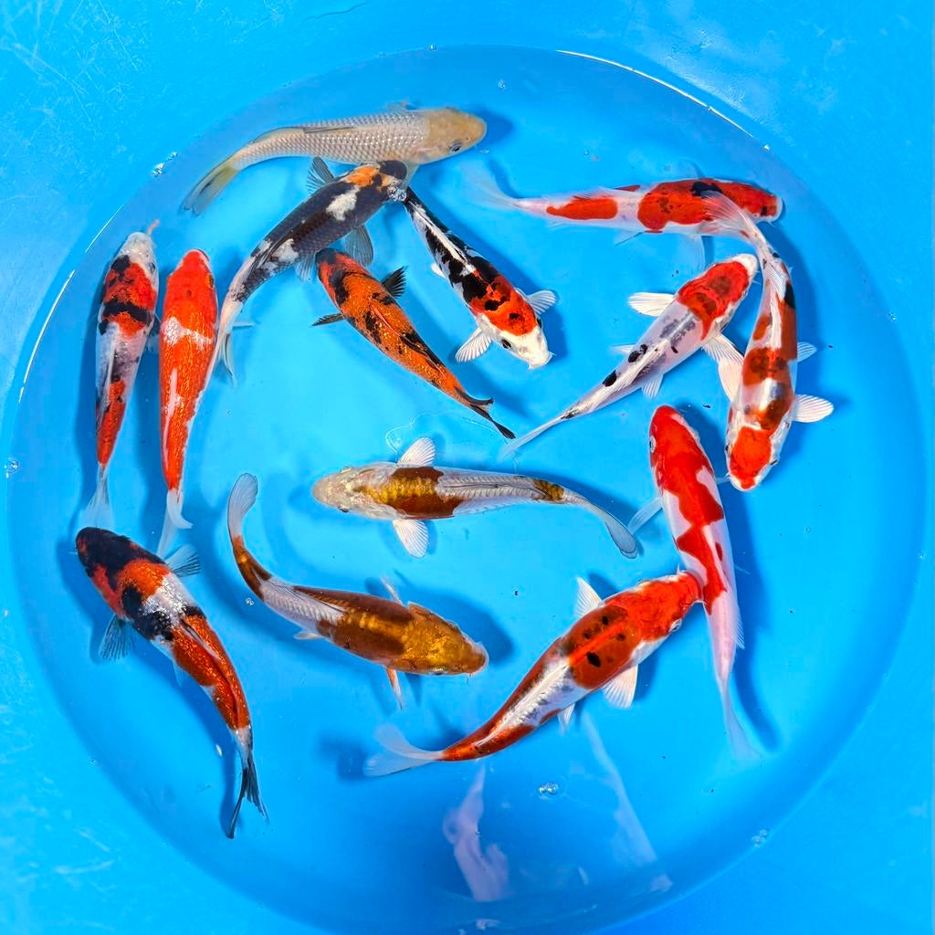 Zaterdag open. Ruim aanbod Japanse koi, Dieren en Toebehoren, Vissen | Vijvervissen, Karper of Koi