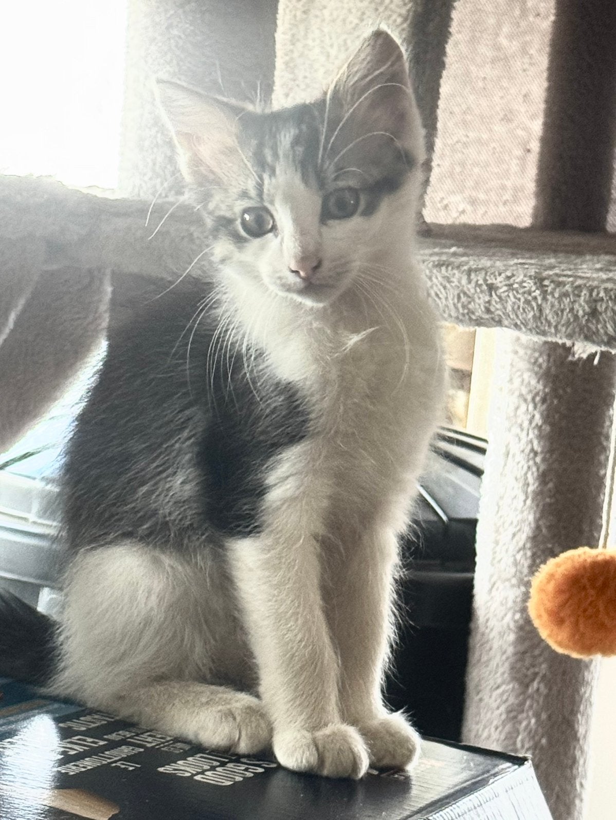 Ragdoll X Europe Red, Meerdere dieren, 0 tot 2 jaar