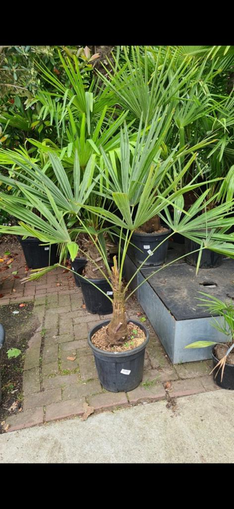 Palmbomen, Ophalen of Verzenden, Overige soorten, Volle zon