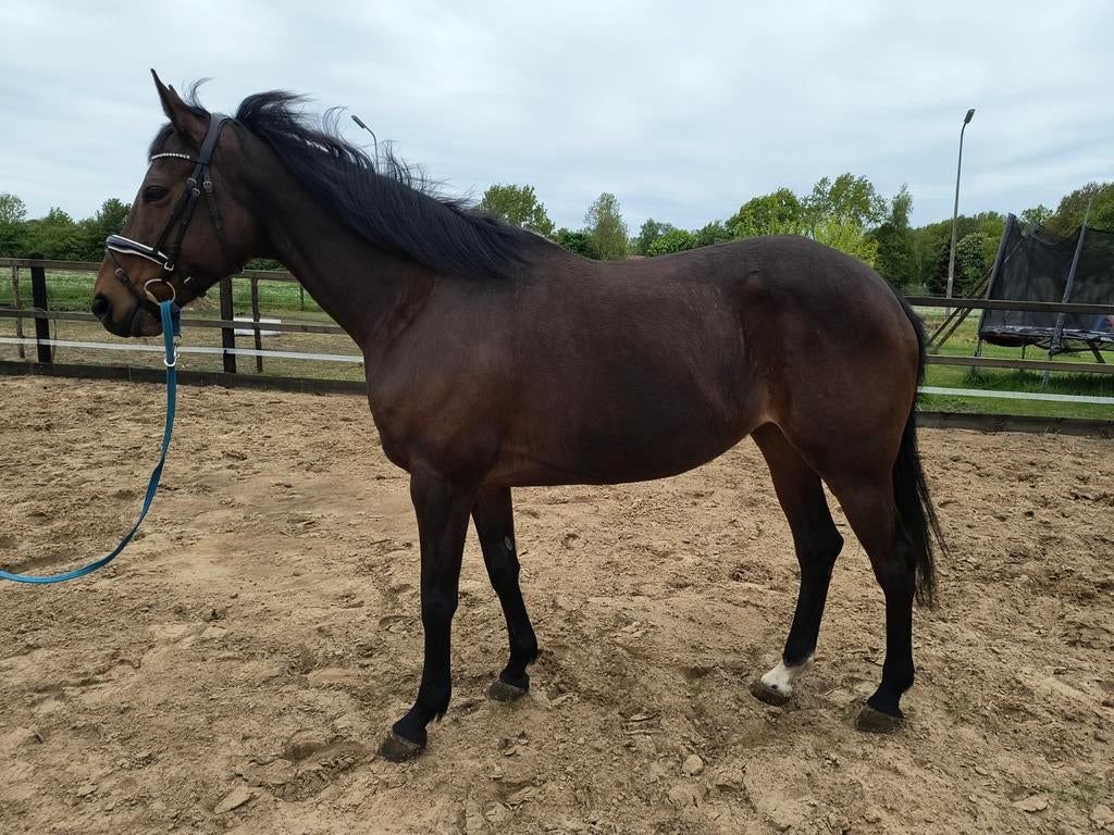 Prachtige, lieve merrie zoekt gouden huis️, Merrie, Recreatiepaard, Ontwormd