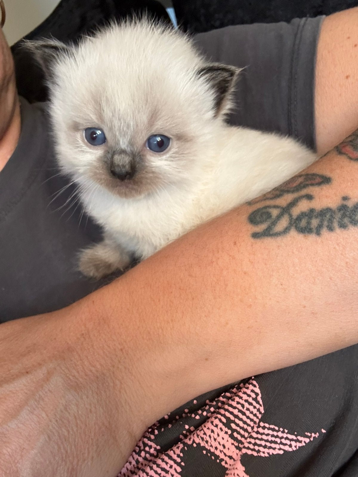 Regdoll kittens € 850-, Dieren en Toebehoren, Meerdere dieren, Gechipt, 0 tot 2 jaar