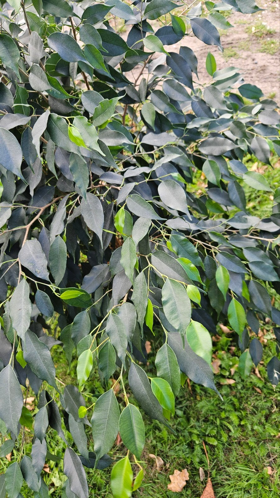 Grote Ficus Benjamina - Ideaal voor binnen of buiten, Huis en Inrichting, Kamerplanten, Ophalen of Verzenden, Ficus, Halfschaduw