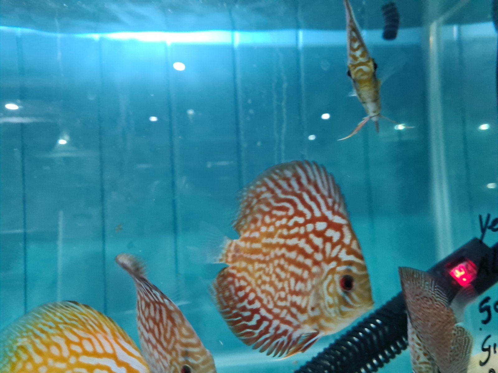 Galaxy Discus, Symphysodon Discus Galaxy