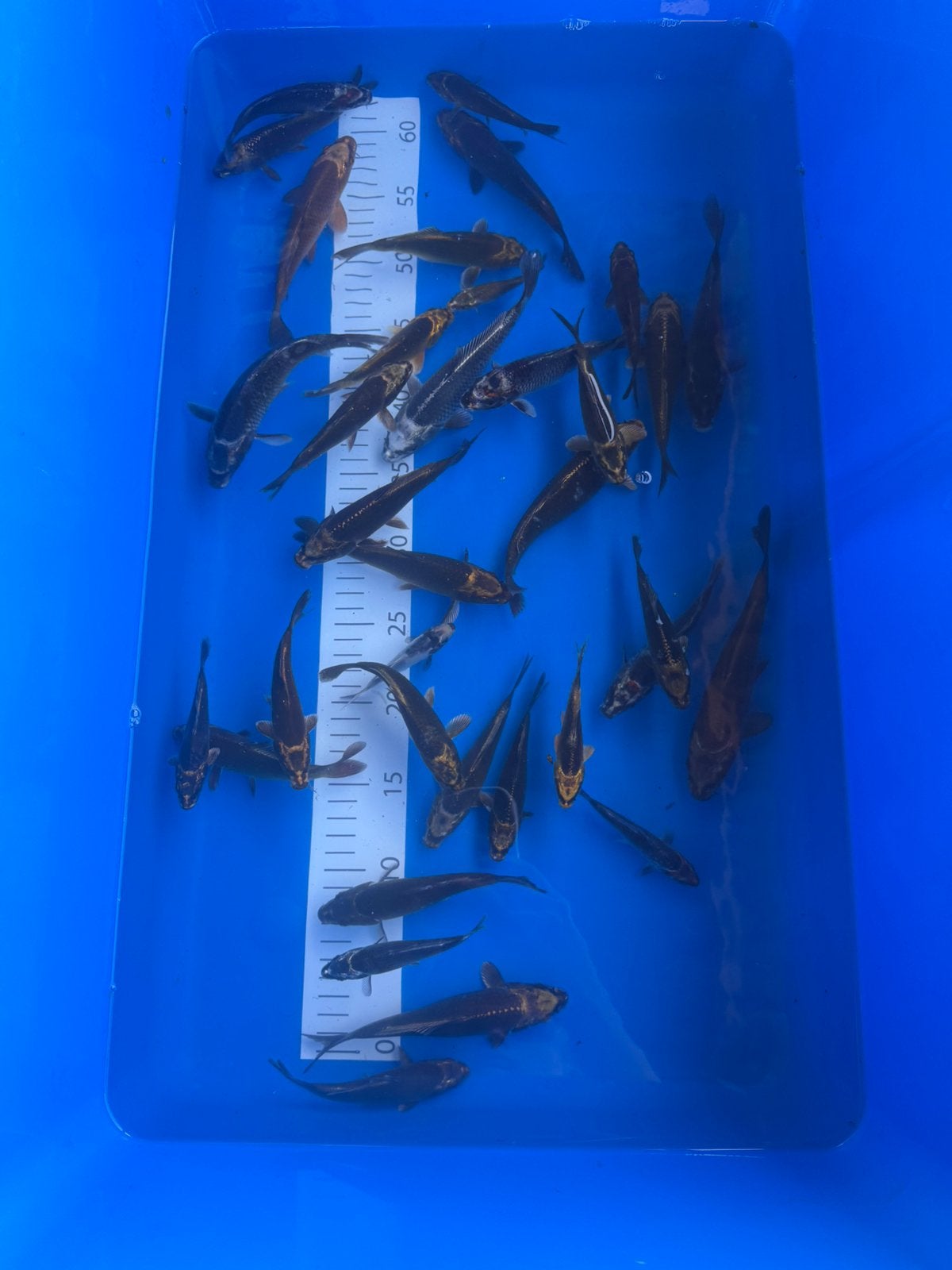 Ghost koi mix, Karper of Koi
