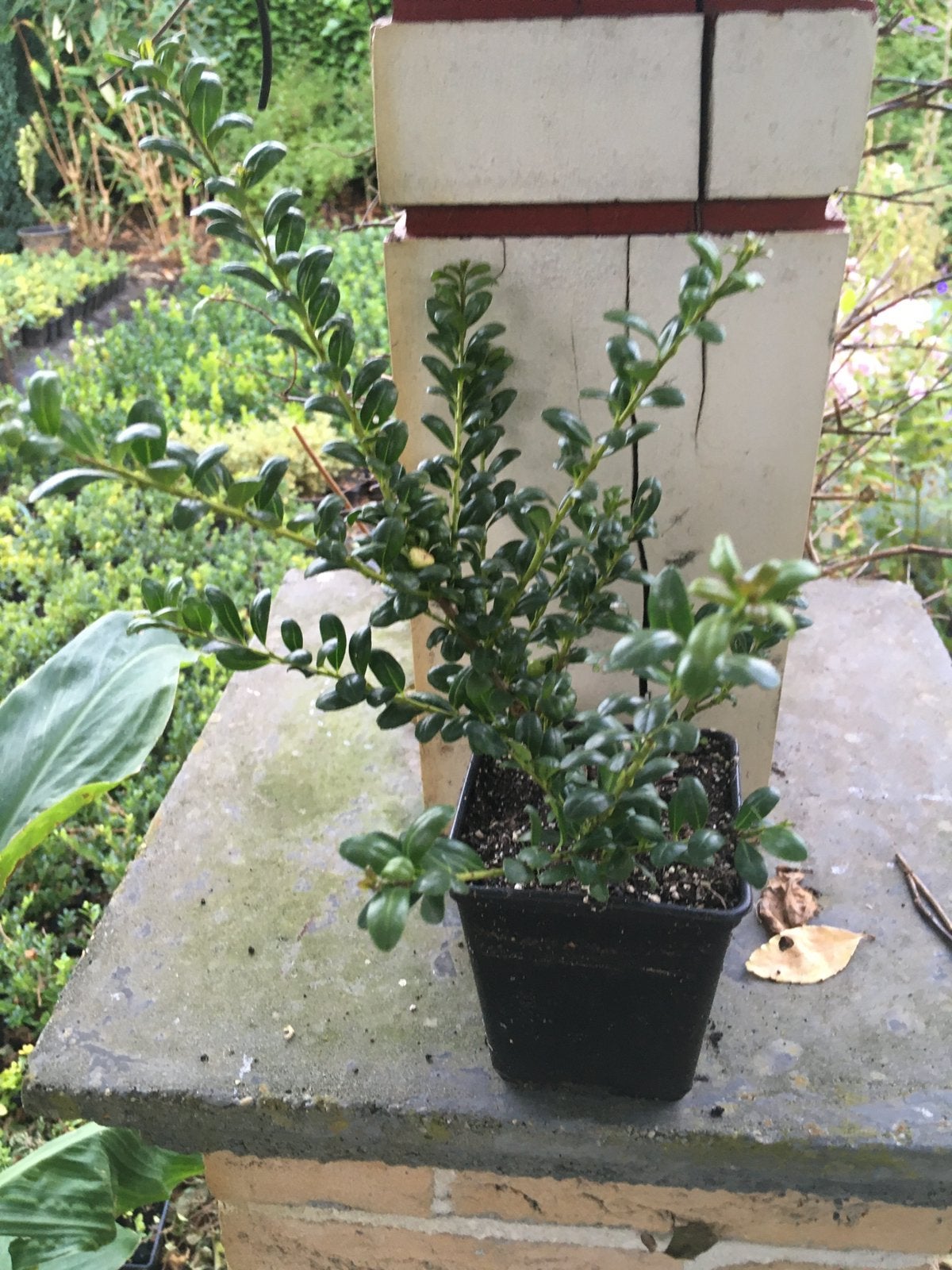 Ilex  grenata conveca   Green hedge in potjes, Tuin en Terras, Ophalen, Hulst, Haag, Minder dan 100 cm