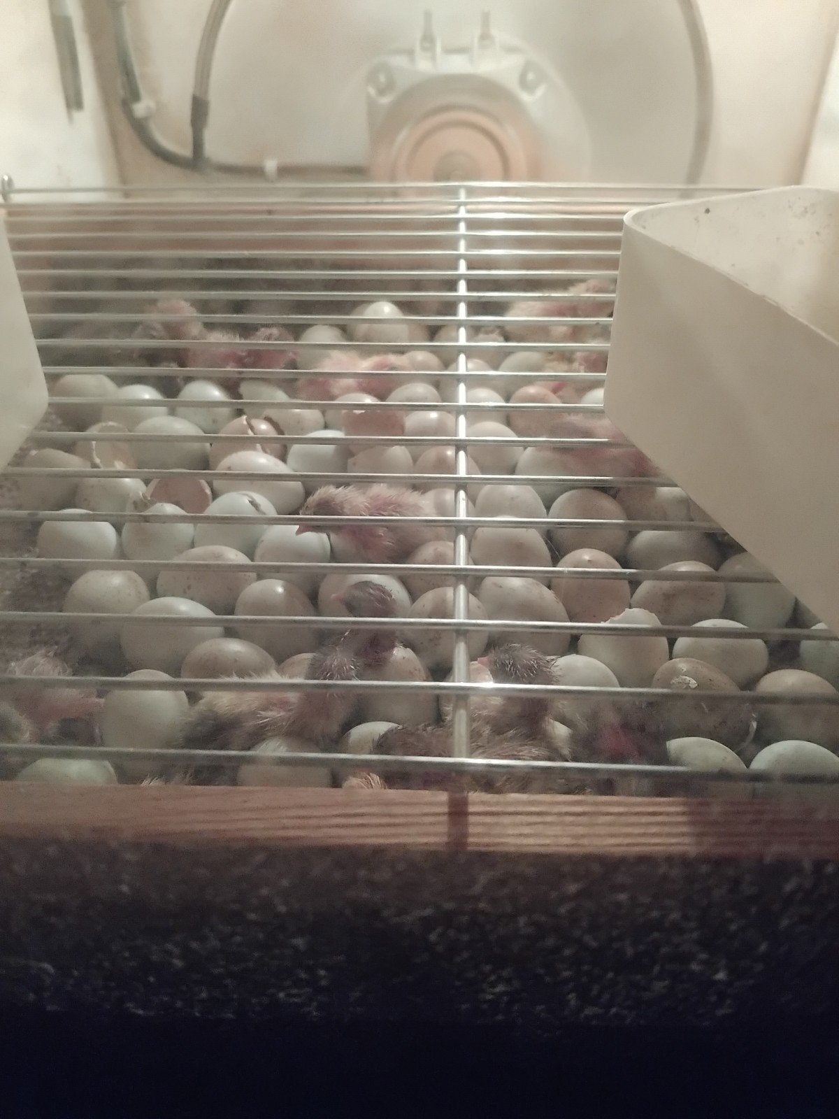 Chinese dwerg kwartelkuikens 13 en 14 augustus uit het ei, Geslacht onbekend, Overige soorten
