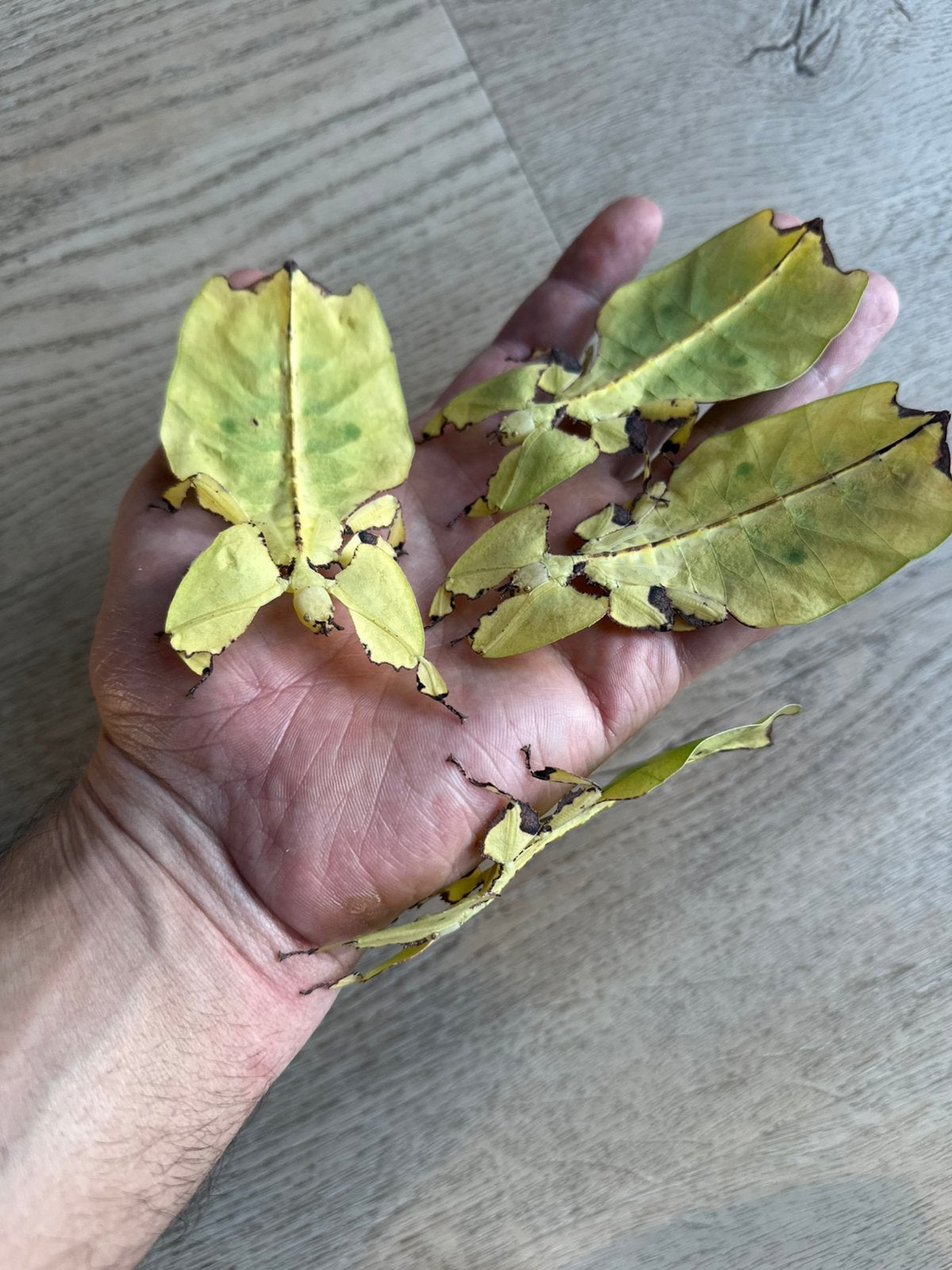 Eitjes van het wandelend blad phyllium Giganteum, Wandelende tak