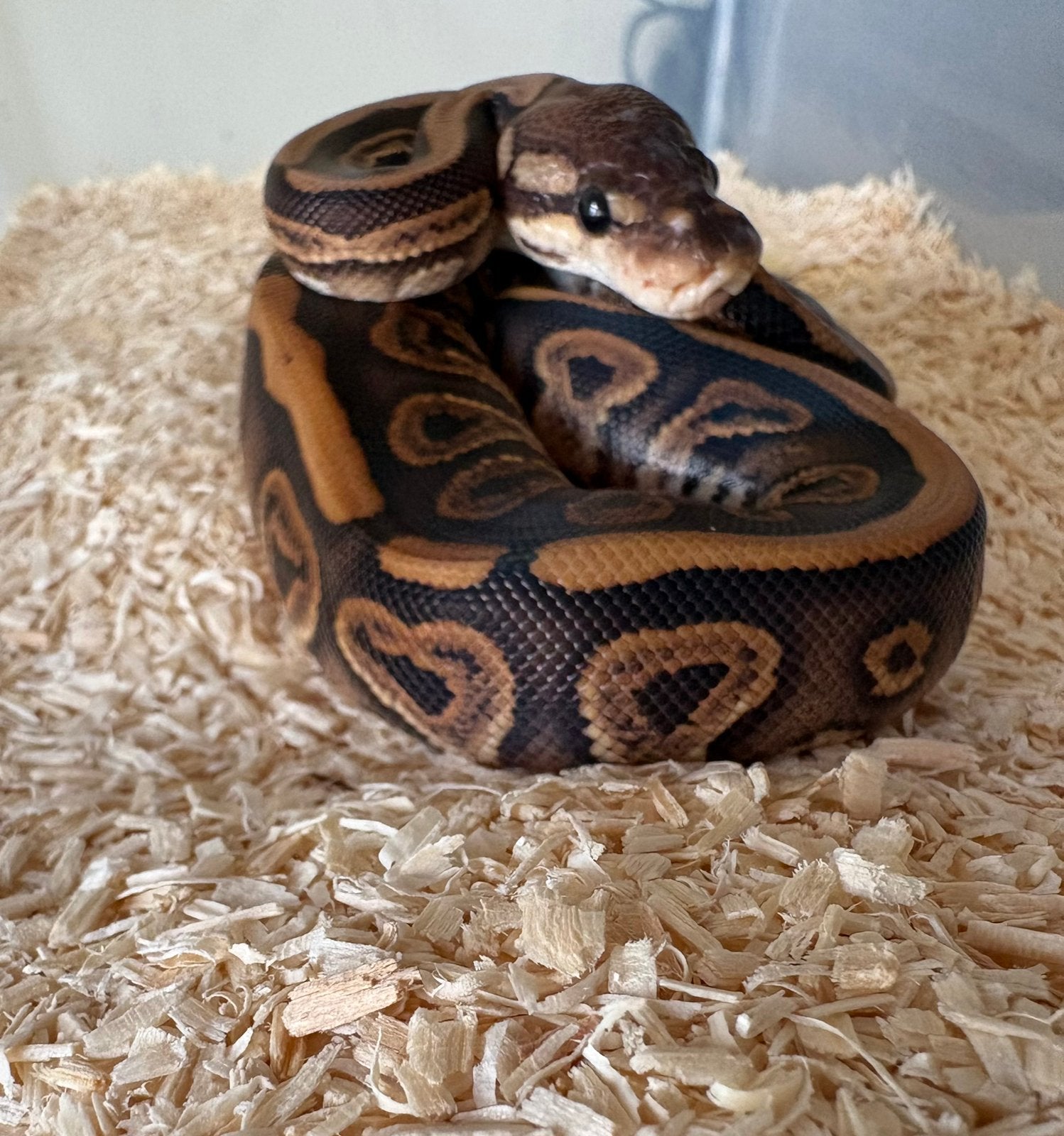 Black Pastel Red Stripe dh DG Clown Koningspython ballpython Ball Python photo 2
