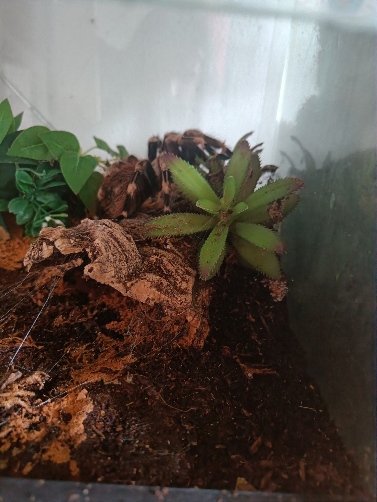 Nhandu chromatus vrouw inclusief terrarium, Dieren en Toebehoren, Spin of Schorpioen