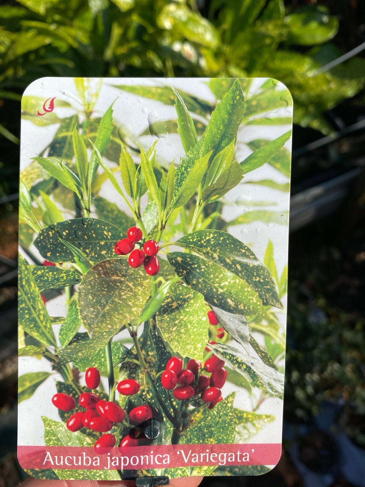 Aucuba japonica 'Variegata' - Japanse broodboom, Tuin en Terras, Planten | Tuinplanten, Vaste plant, Bloeit niet, Halfschaduw