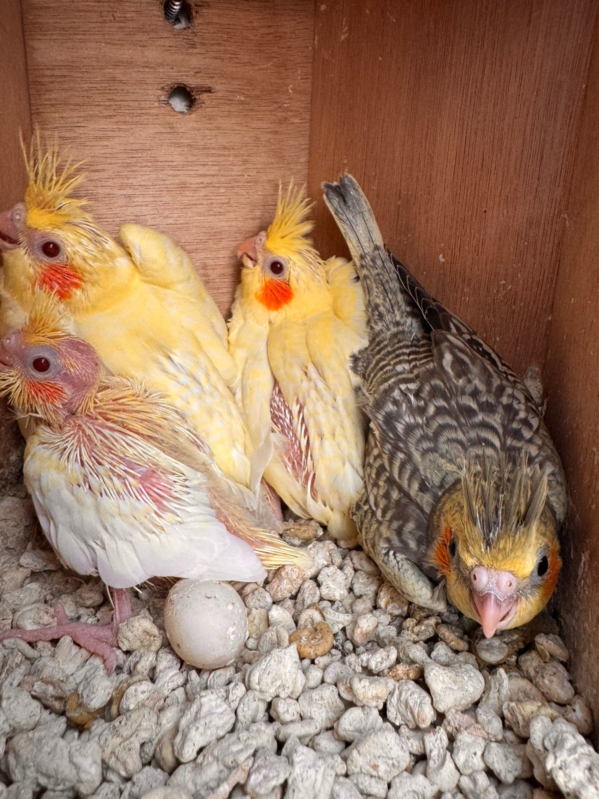 Jonge valkparkieten nog in het blok, Dieren en Toebehoren, Mannelijk