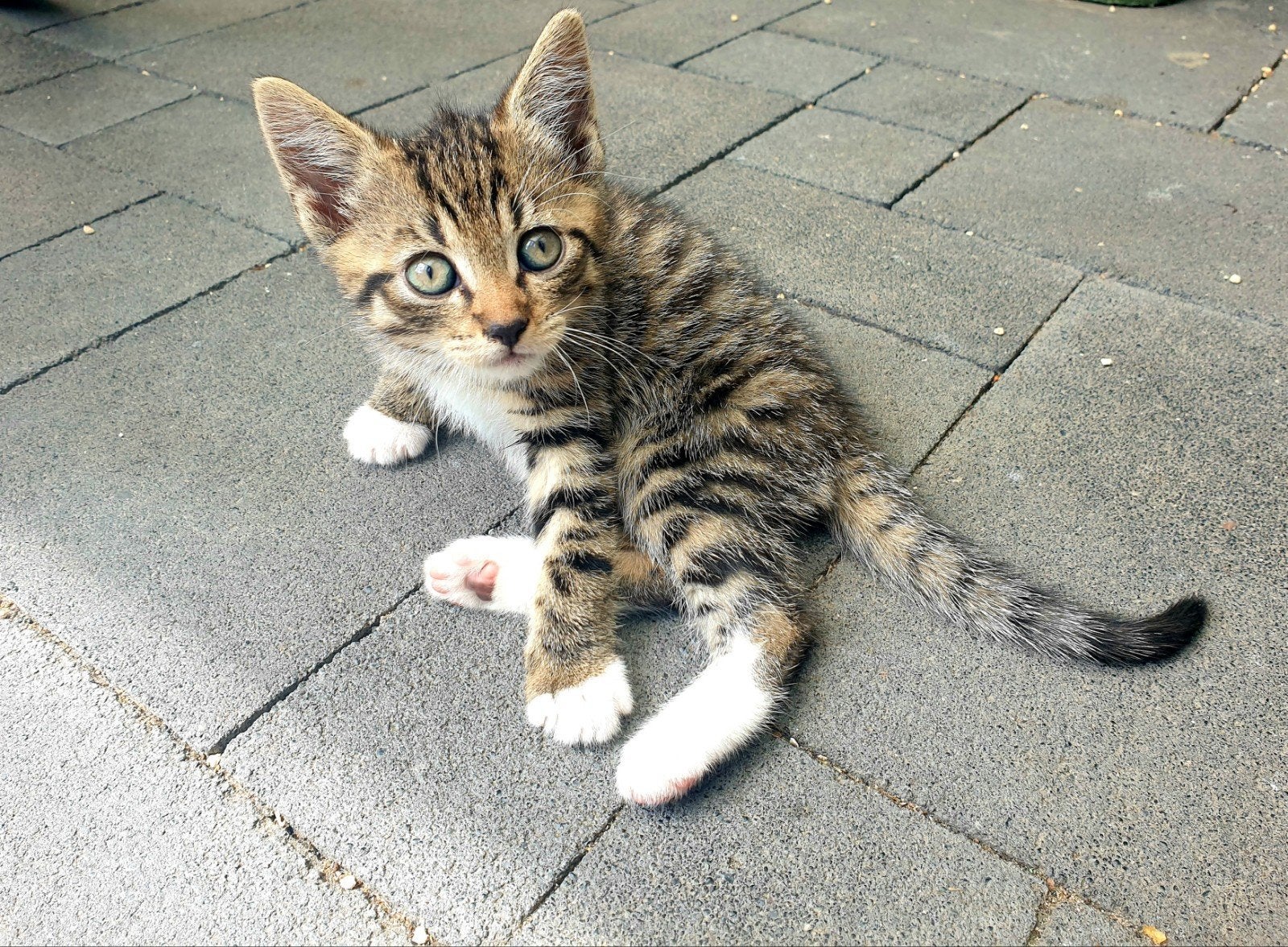 Lieve kitten (katertje) zoekt een gouden mandje, Dieren en Toebehoren, Meerdere dieren, Ontwormd
