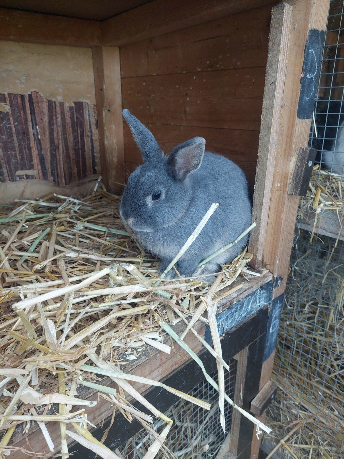 jonge konijnen te koop, Vrouwelijk, Middelgroot, 0 tot 2 jaar