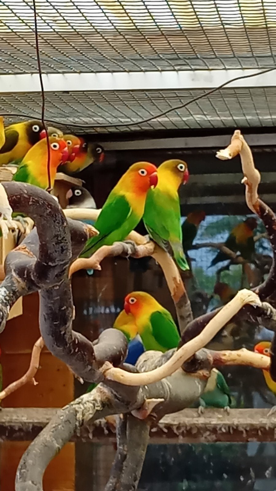 ong 15 fischeris en 10 personata's, Dieren en Toebehoren, Meerdere dieren, Dwergpapegaai of Agapornis