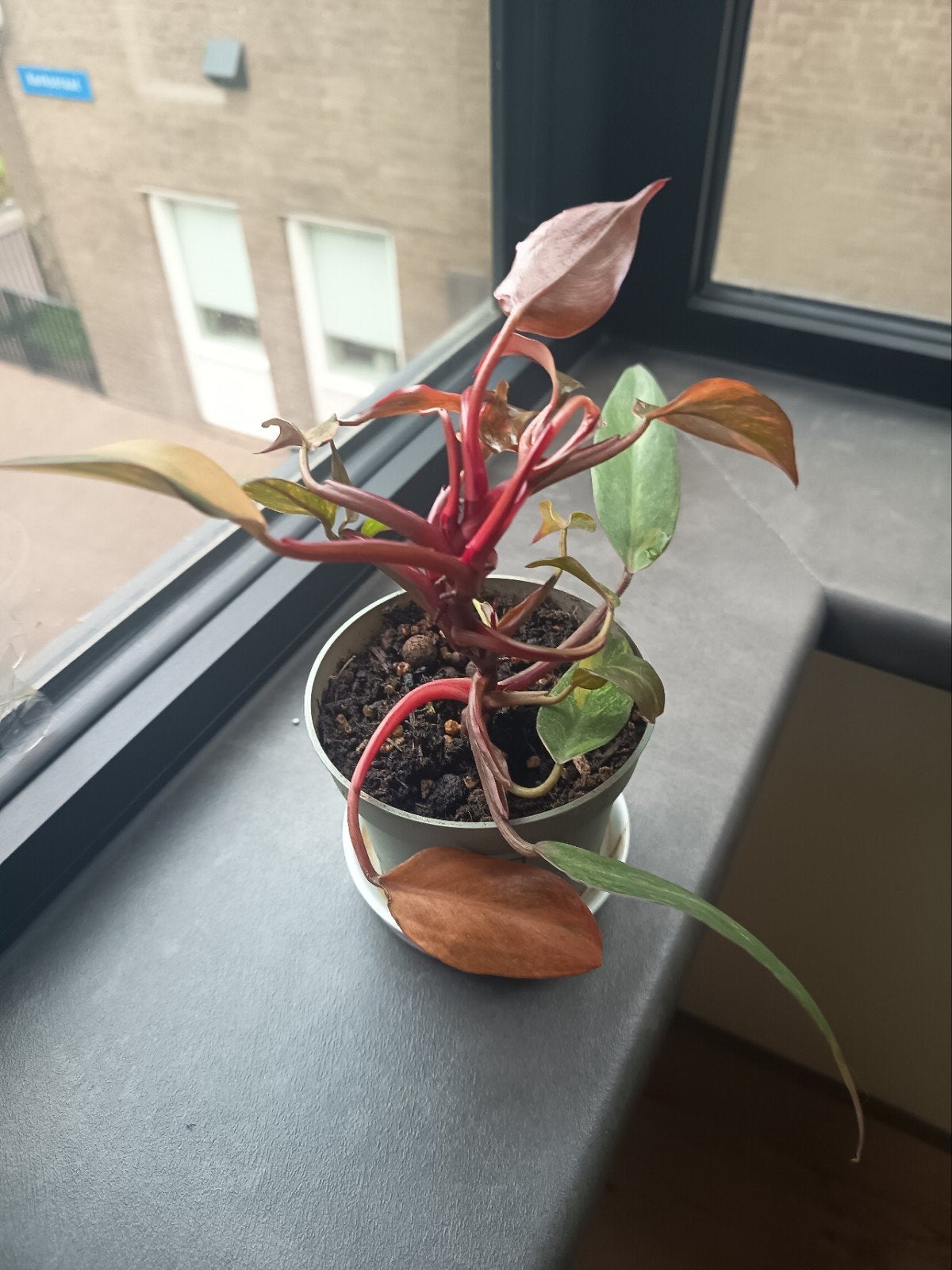 Philodendron orange Princess. {Zeldzame Kamerplant}, Huis en Inrichting, Kamerplanten, Ophalen