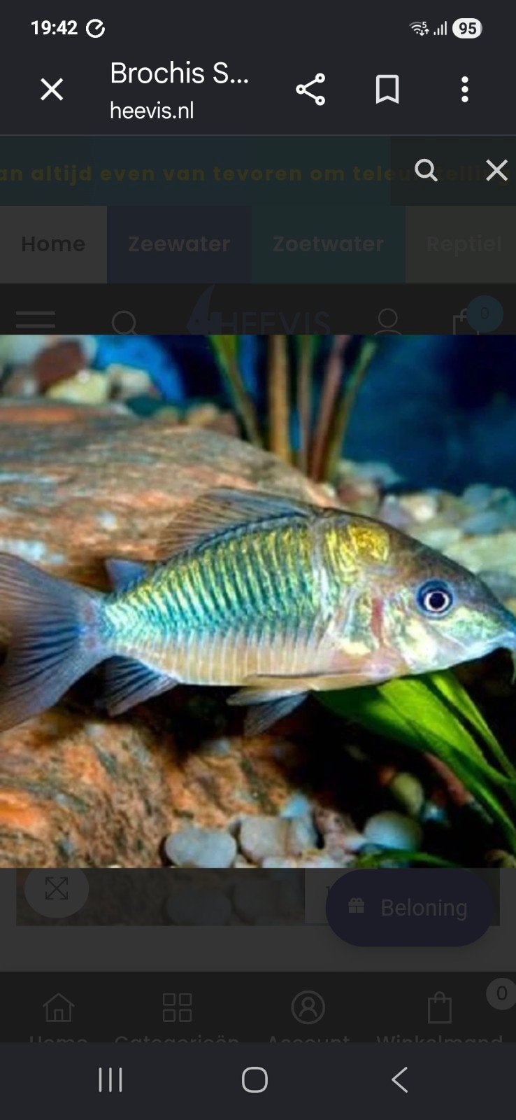 Corydoras brochis splendens smaragd, Dieren en Toebehoren, Vis