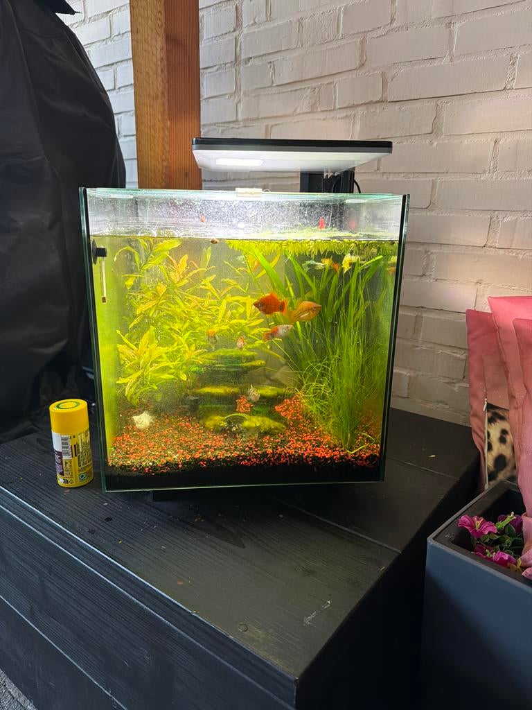 Aquarium Superfish 30 liter, Ophalen, Gebruikt, Gevuld zoetwateraquarium, Inclusief vissen