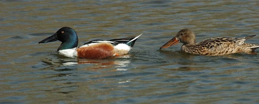 Kweek koppel Europese slob eenden, Dieren en Toebehoren, Pluimvee, Meerdere dieren, Eend