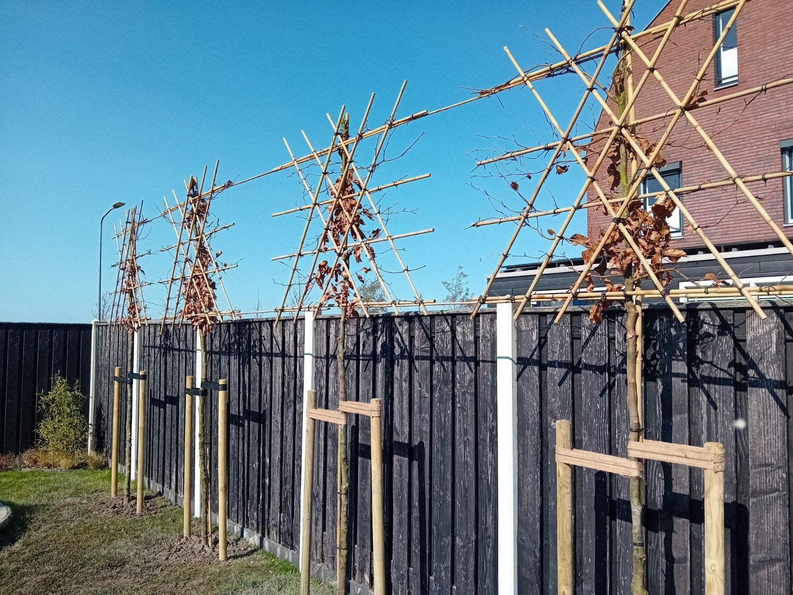 Tuinman/hovenier, Tuin en Terras, Ophalen of Verzenden, Volle zon, Overige soorten