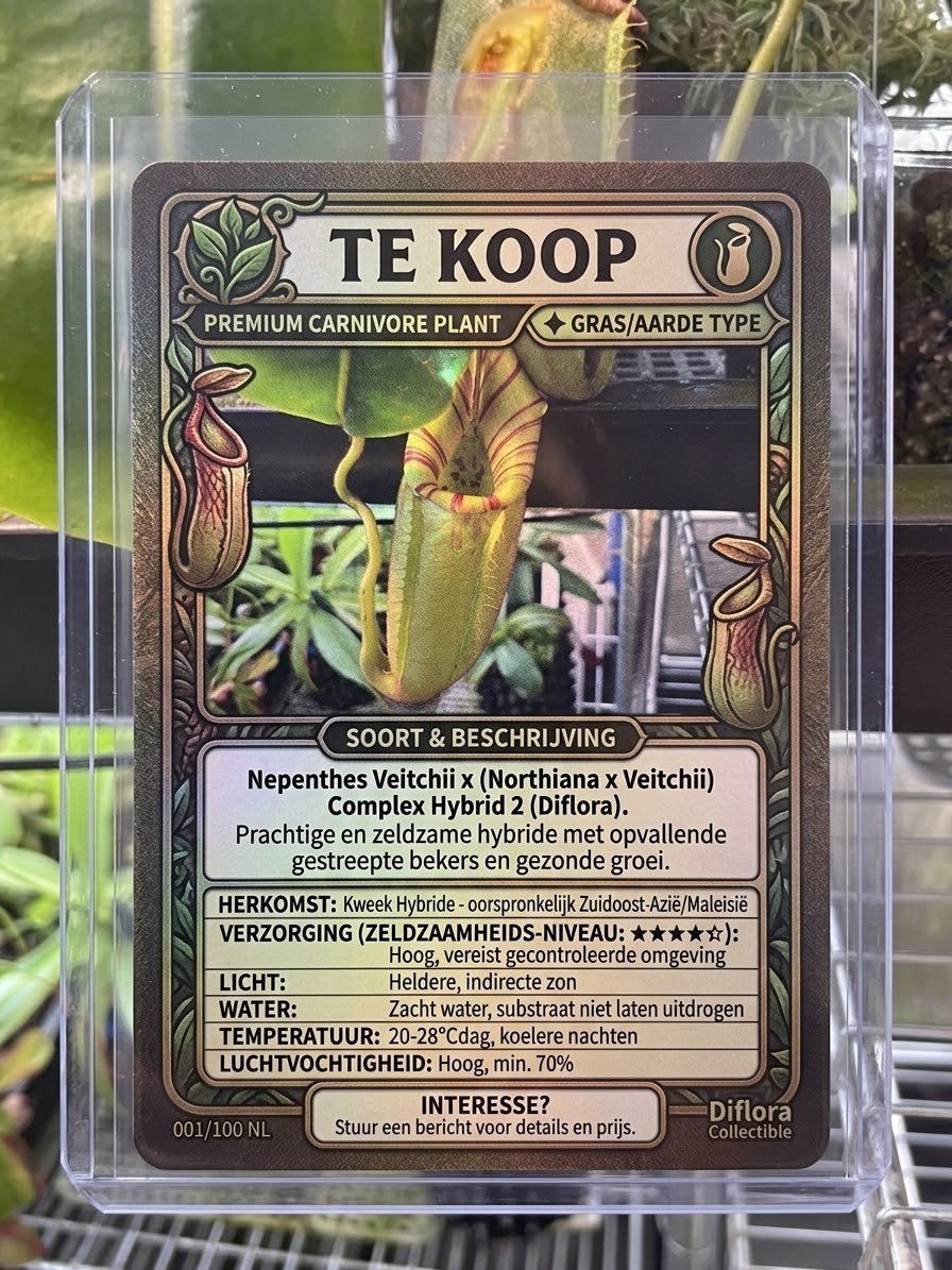 Nepenthes Veitchii x (Northiana x Veitchii) Complex Hybrid 2, Ophalen, Overige soorten, Halfschaduw, In pot