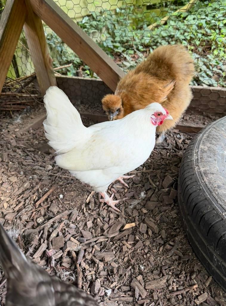 Kruising zijdehoen-serama, Dieren en Toebehoren, Pluimvee, Mannelijk, Kip