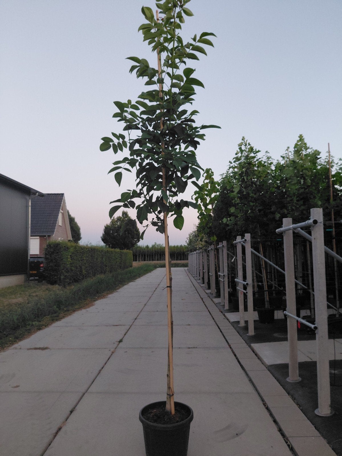 juglans regia (walnoot), Overige soorten, Lente, 250 tot 400 cm, Ophalen