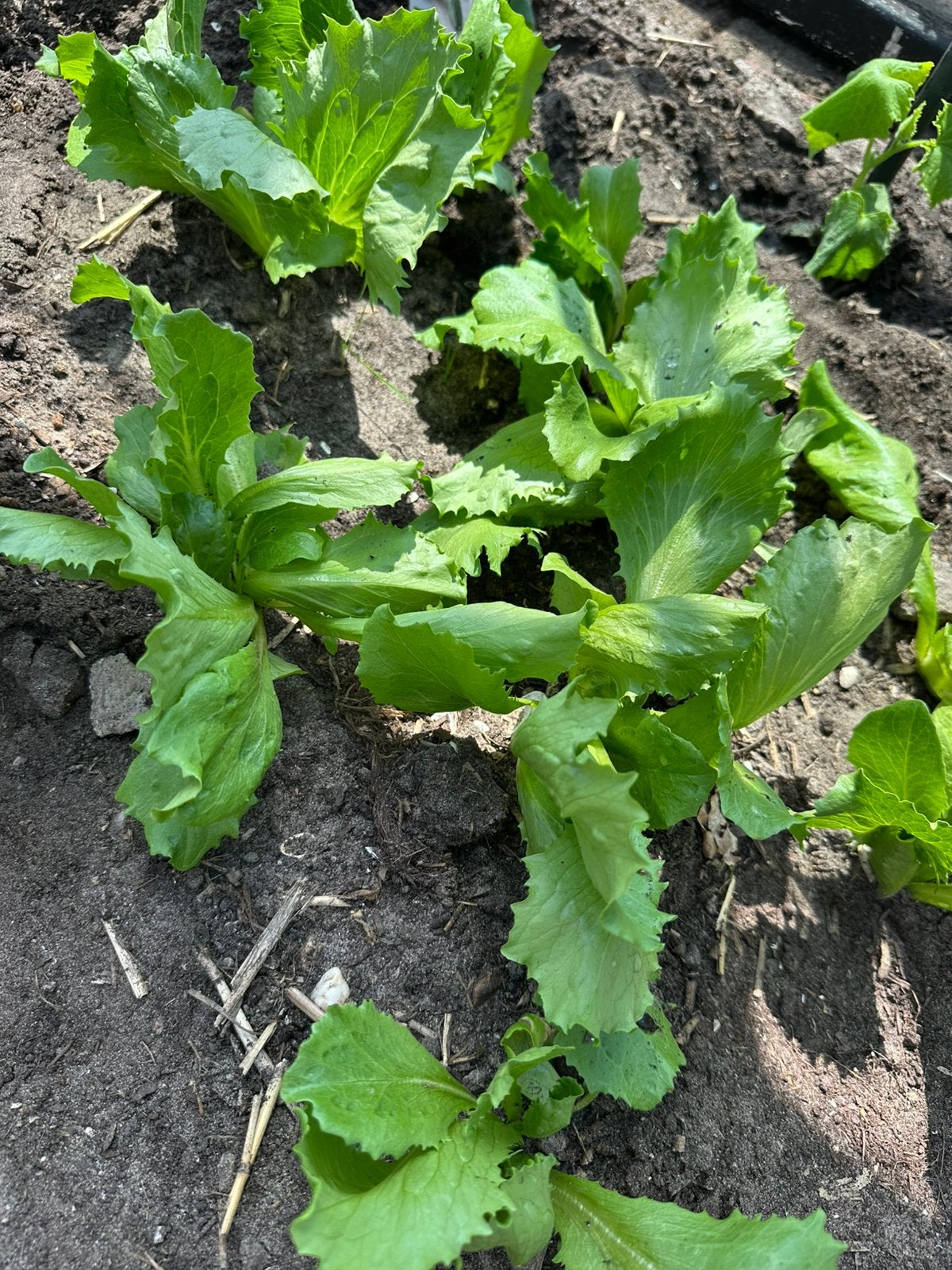Sla stekjes - ijsbergsla, Ophalen, Overige soorten, Minder dan 100 cm