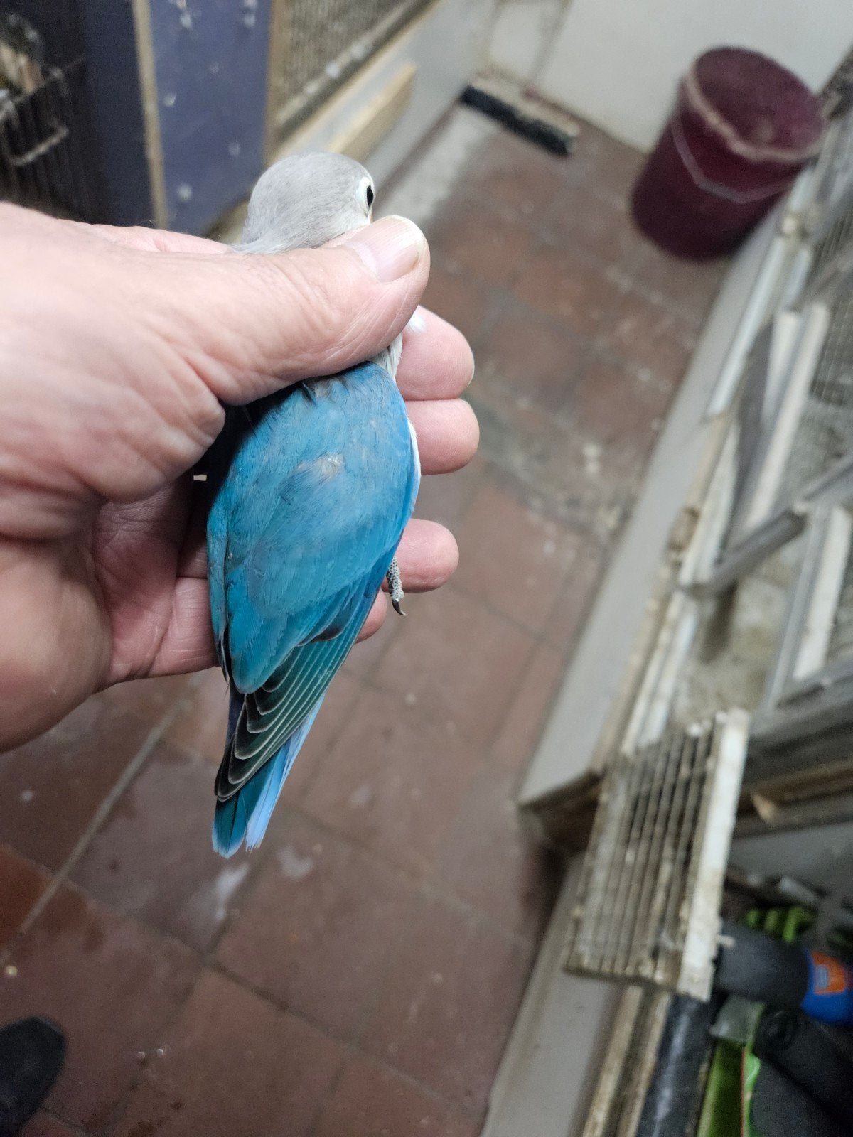 mooie blauwe fisheri 8 weken oud, Dieren en Toebehoren, Geslacht onbekend, Dwergpapegaai of Agapornis, Tam