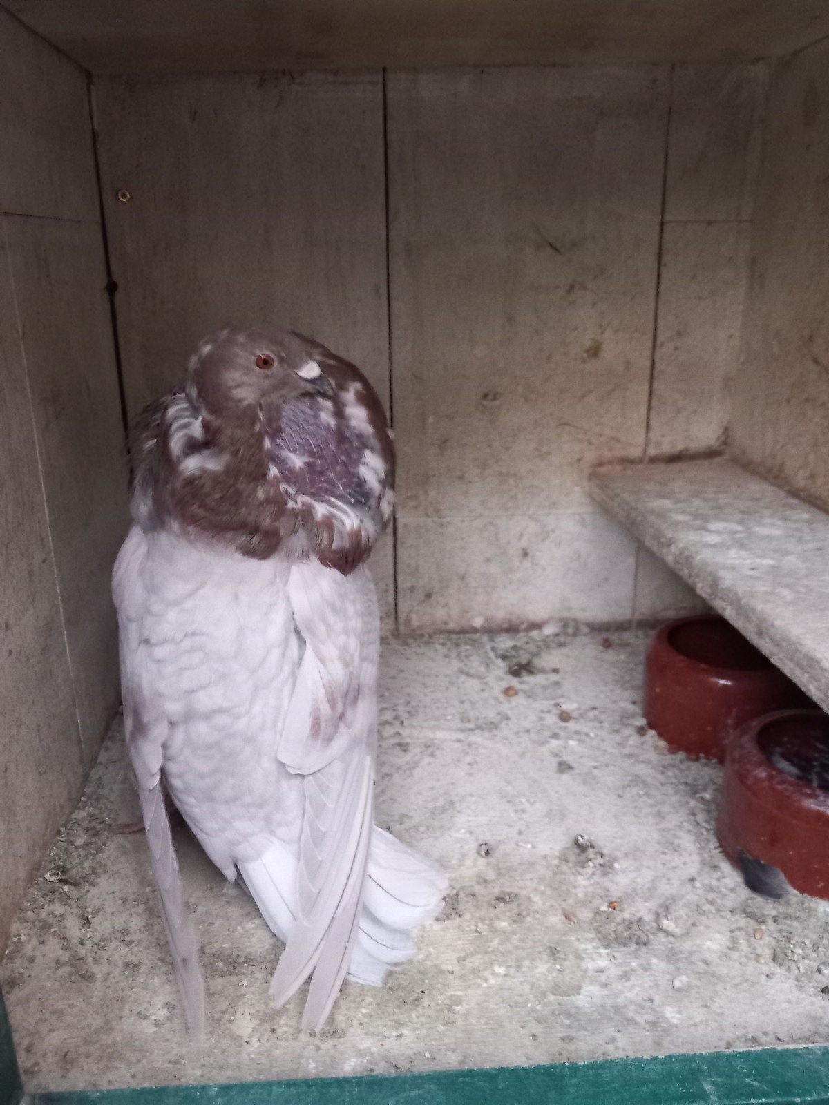 kropper, Dieren en Toebehoren, Vrouwelijk, Kropper
